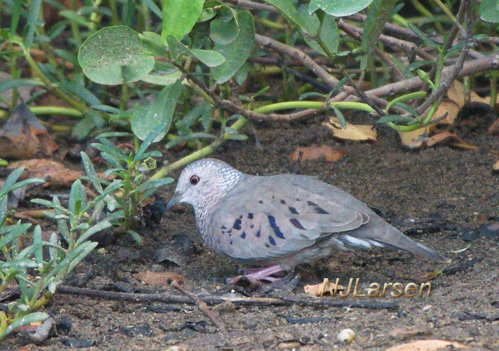 Common Ground Dove