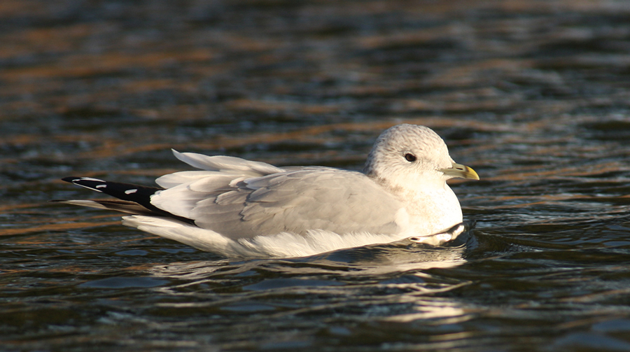 Common Gull