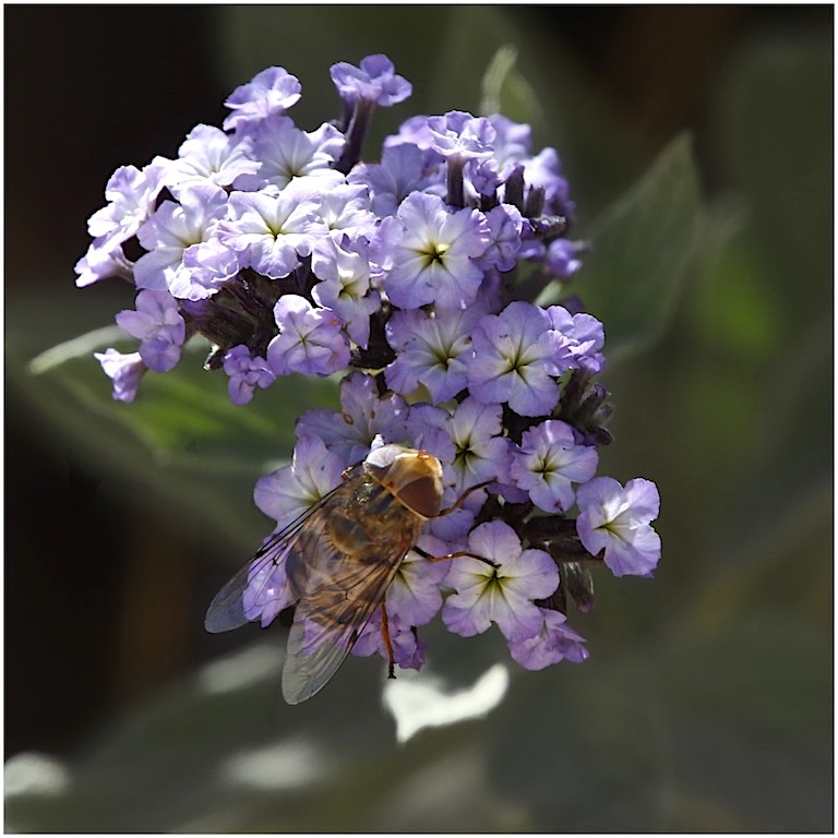 Common Heliotrope