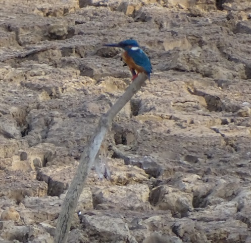 Common Kingfisher