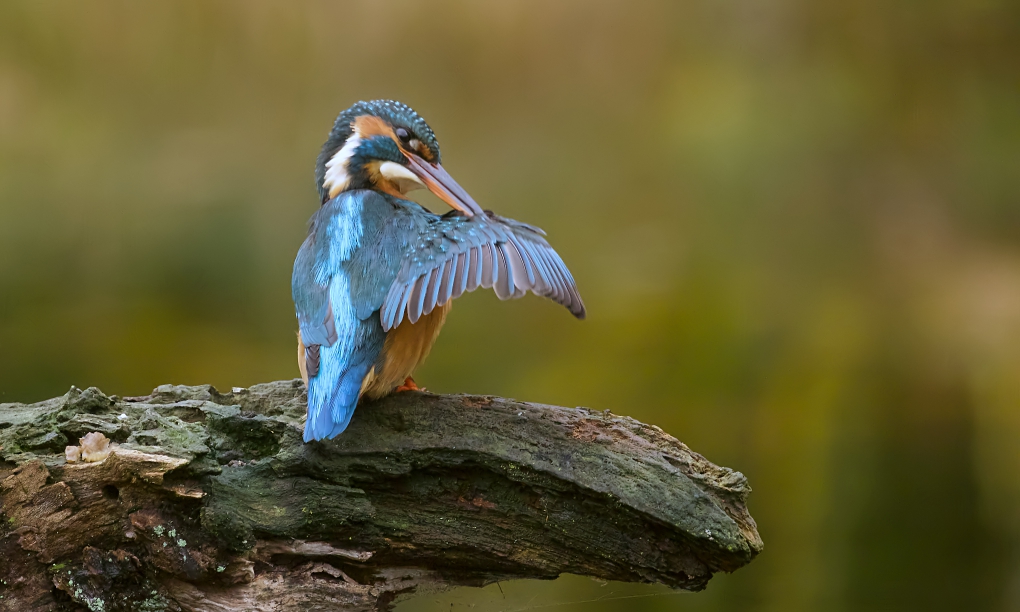 Common Kingfisher