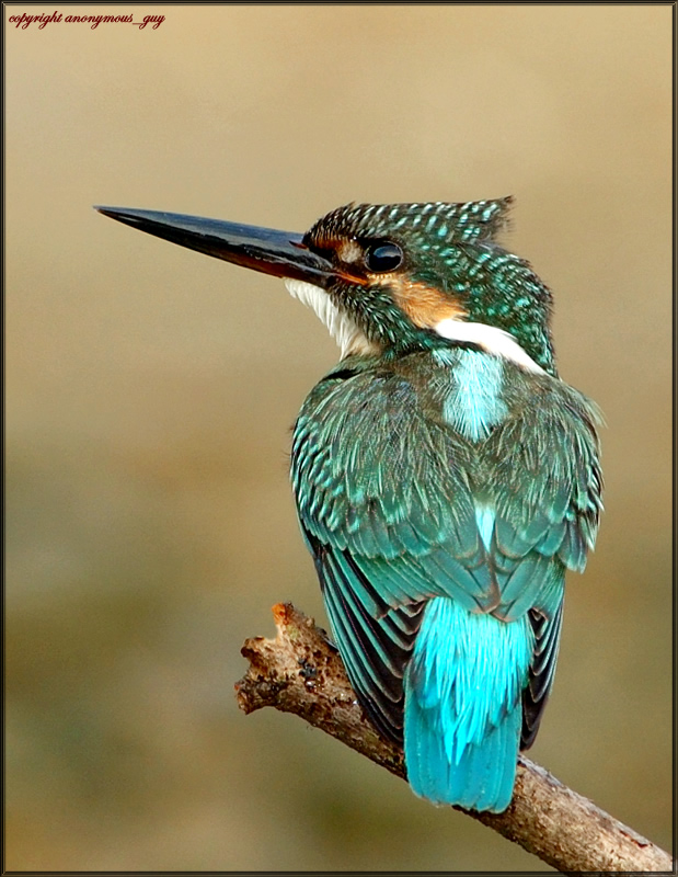 Common Kingfisher