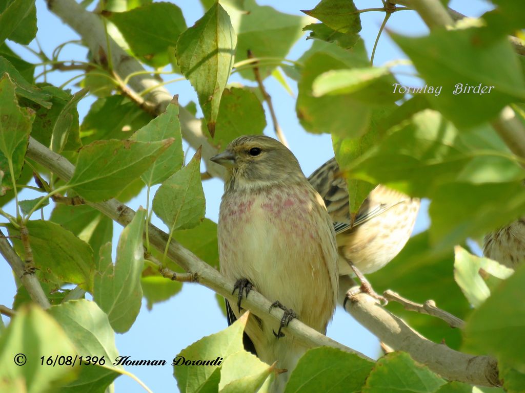 Common Linnet, Male , Winter Plumage