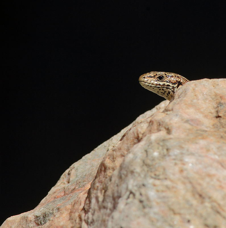 Common Lizard