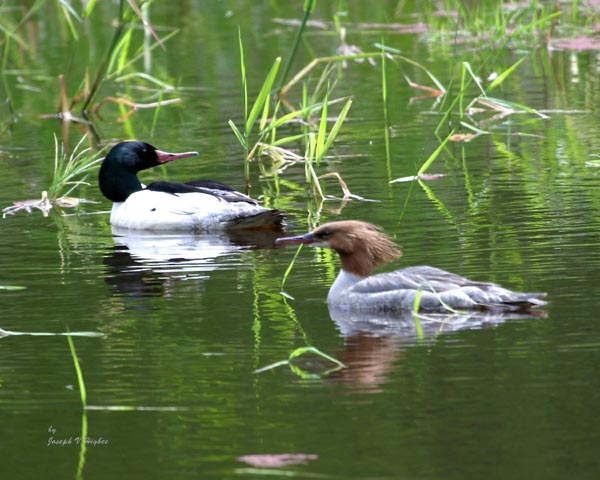 Common Merganser pair