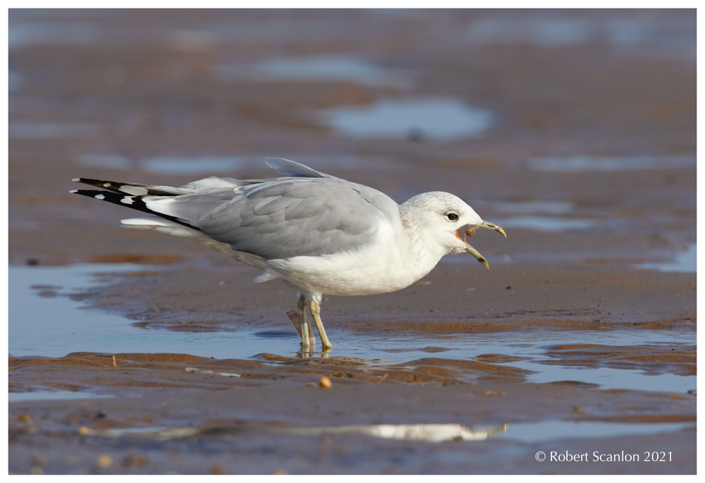Common / Mew Gull eating small crab