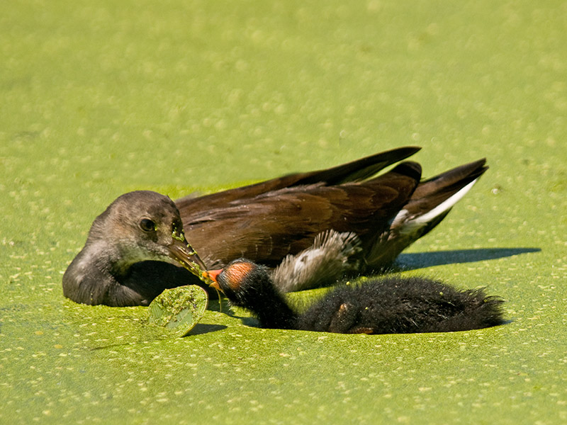 Common Moorhen and Chick