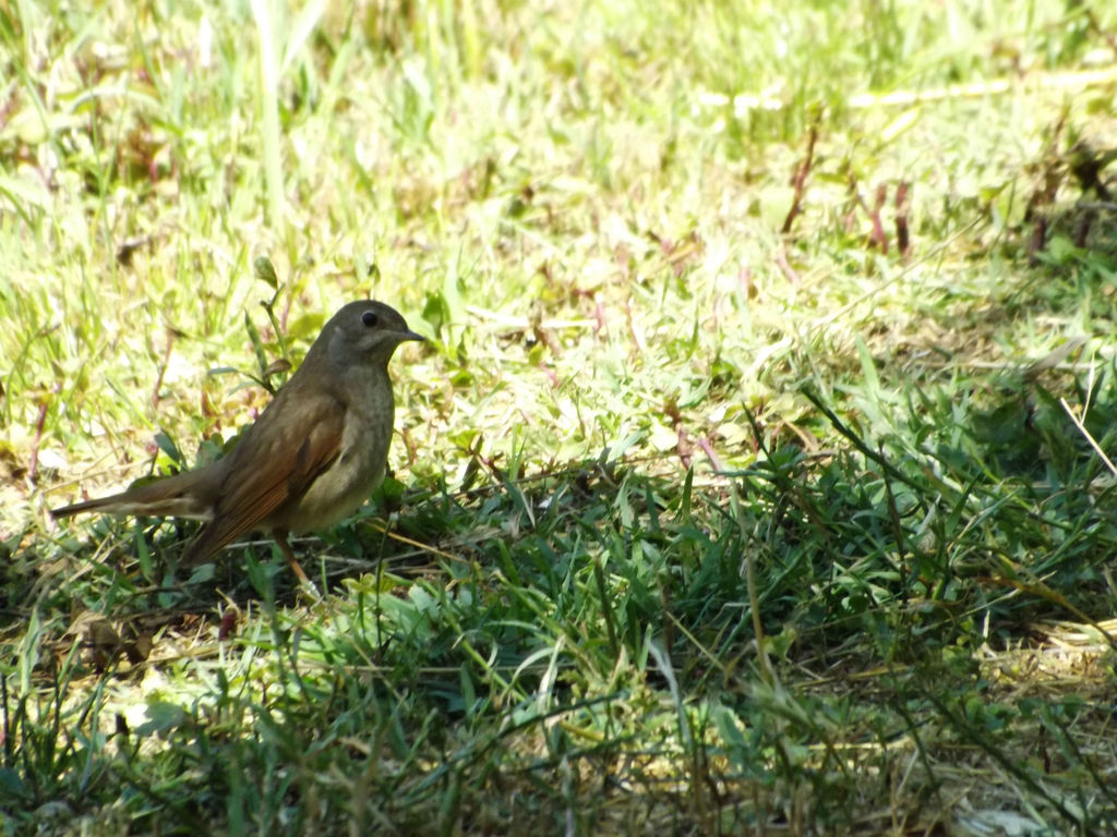 Common nightingale