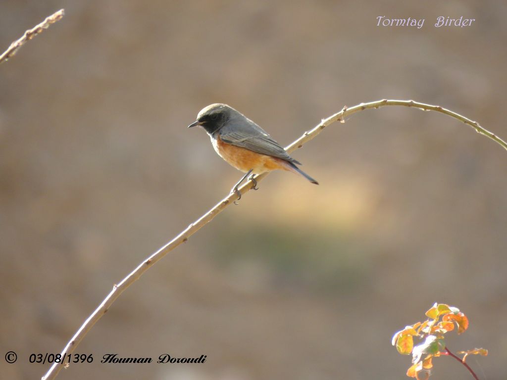 Common Redstart, Male