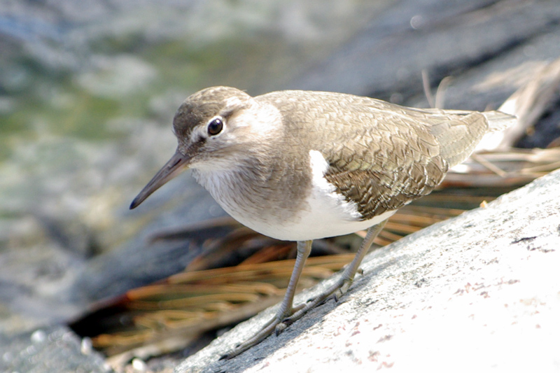 Common Sandpiper