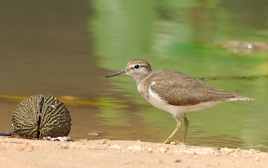 Common sandpiper