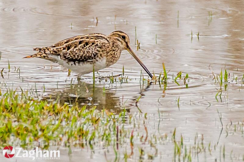 Common Snipe