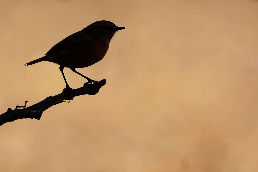 Common Stonechat