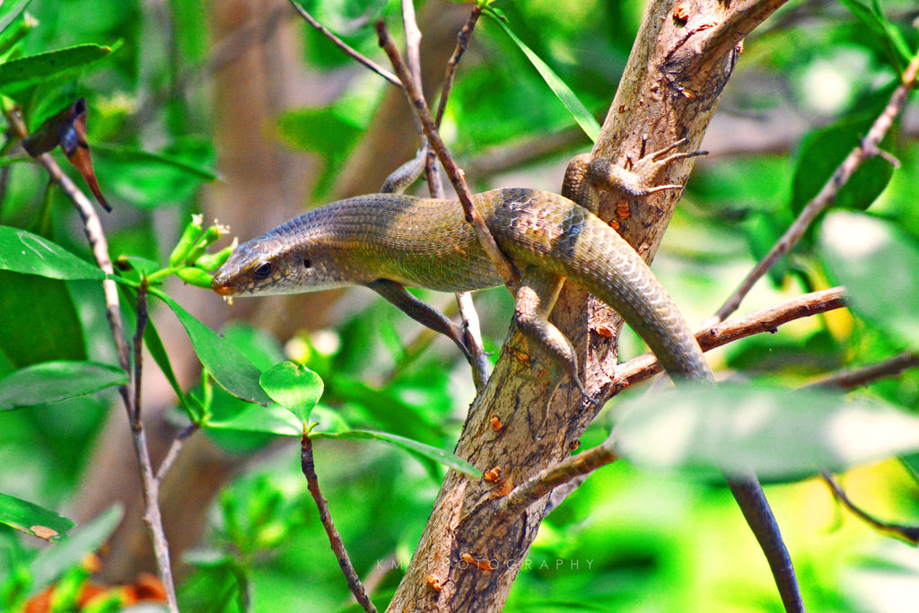 Common Sun Skink that wants to be a Star Skink