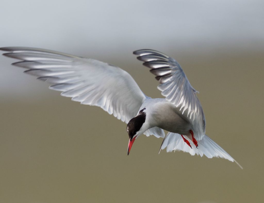 Common Tern hovering