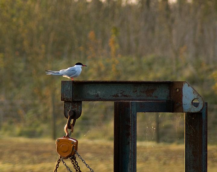 Common Tern