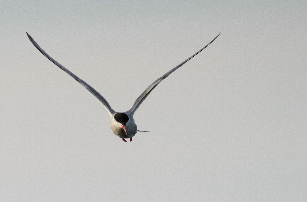 Common Tern