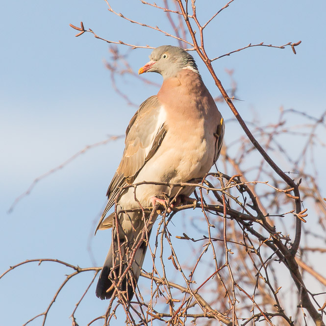 Common Wood Pigeon