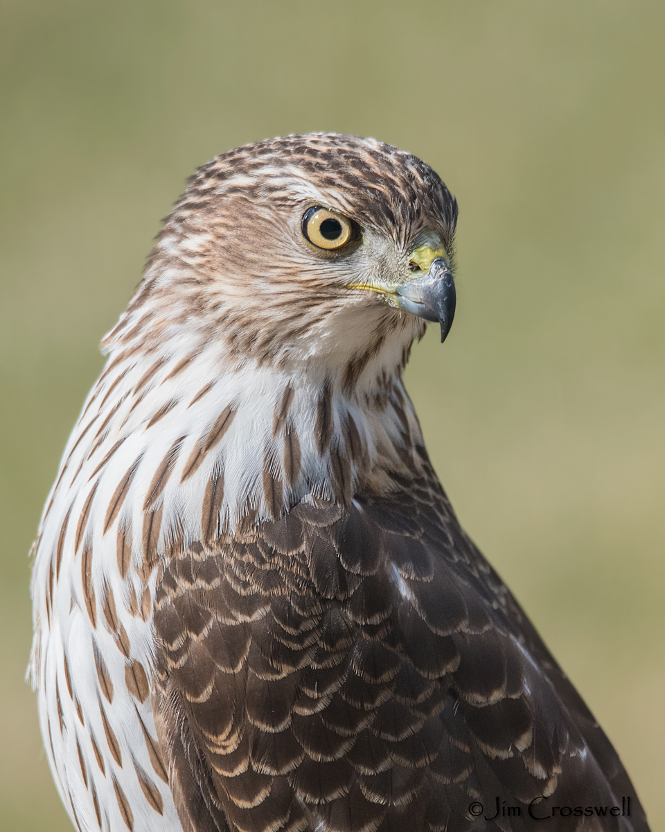 Cooper’s Hawk