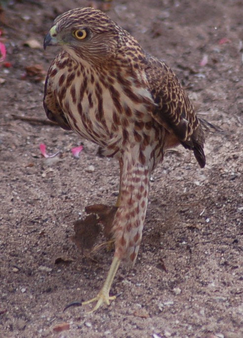 Cooper's Hawk hunting in my yard