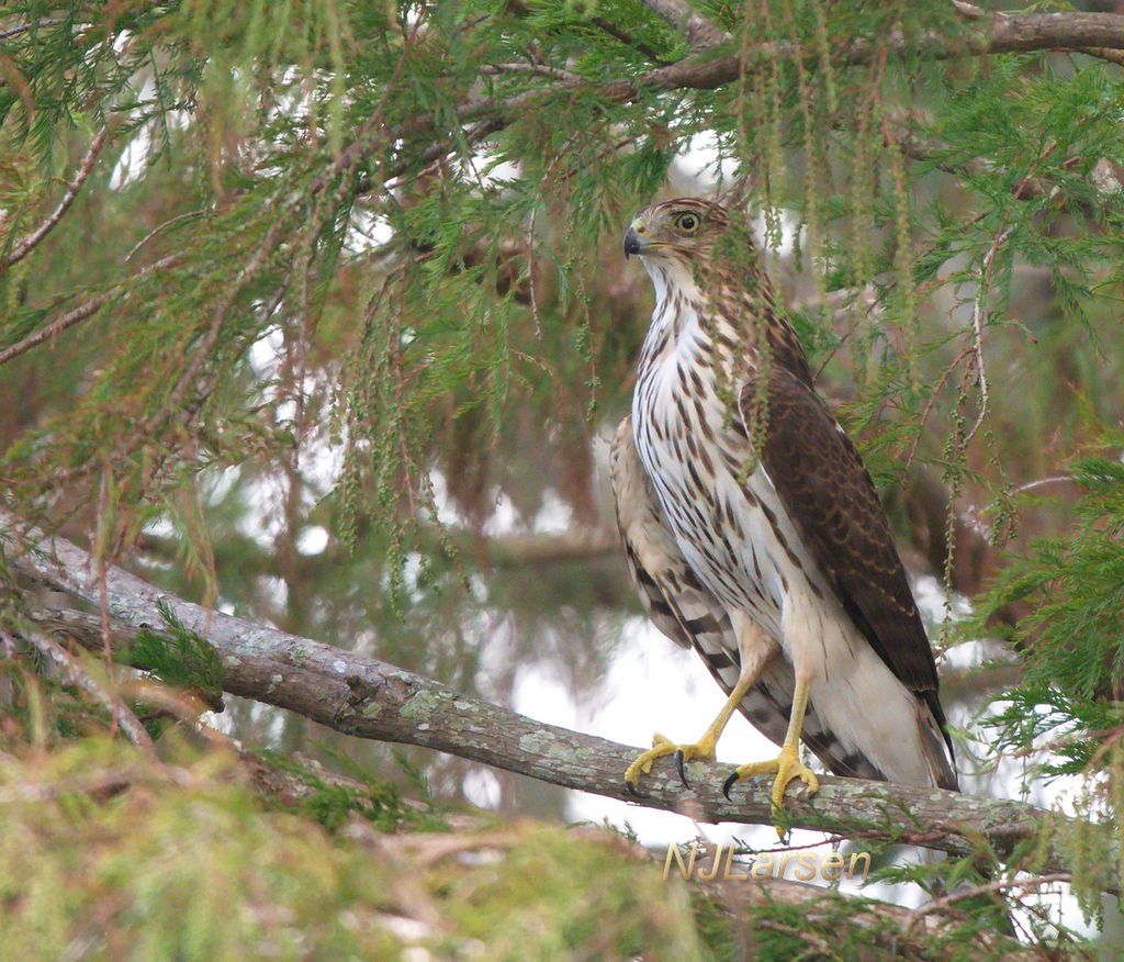 Cooper's Hawk