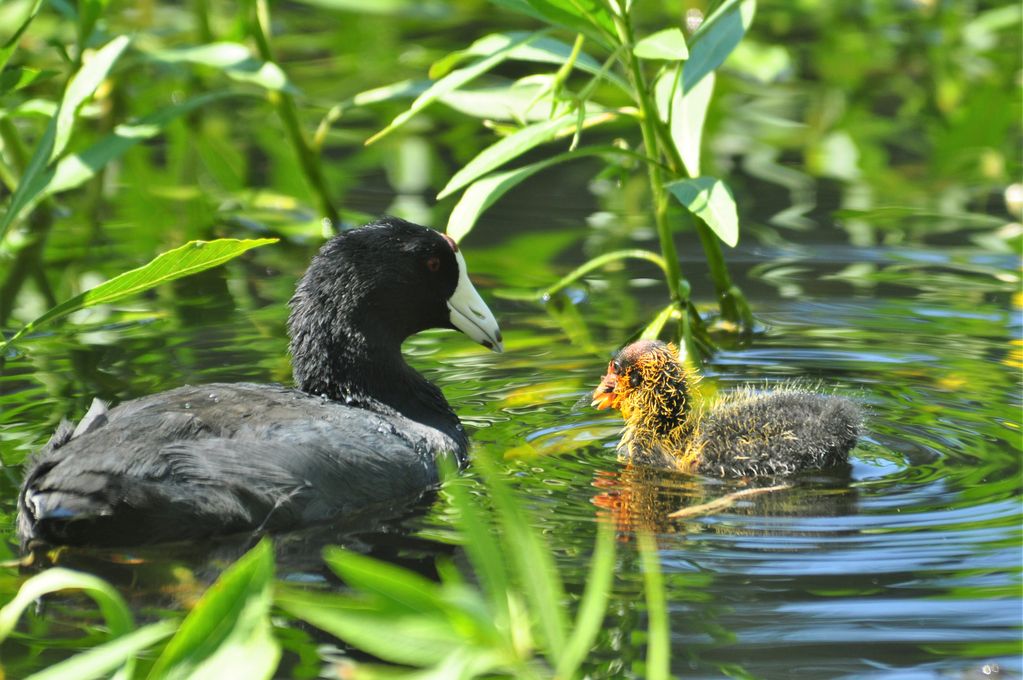 Coot, chick, prey