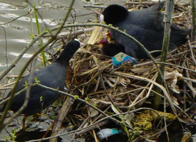 Coot Family