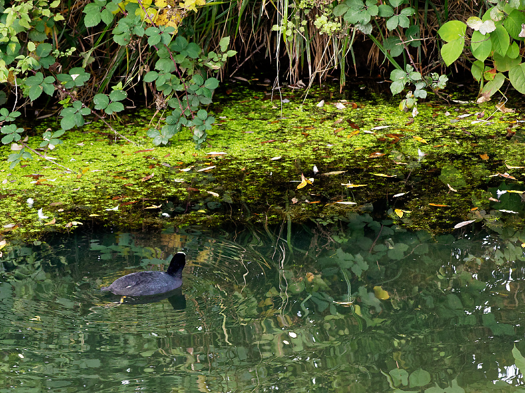 Coot in wetlands