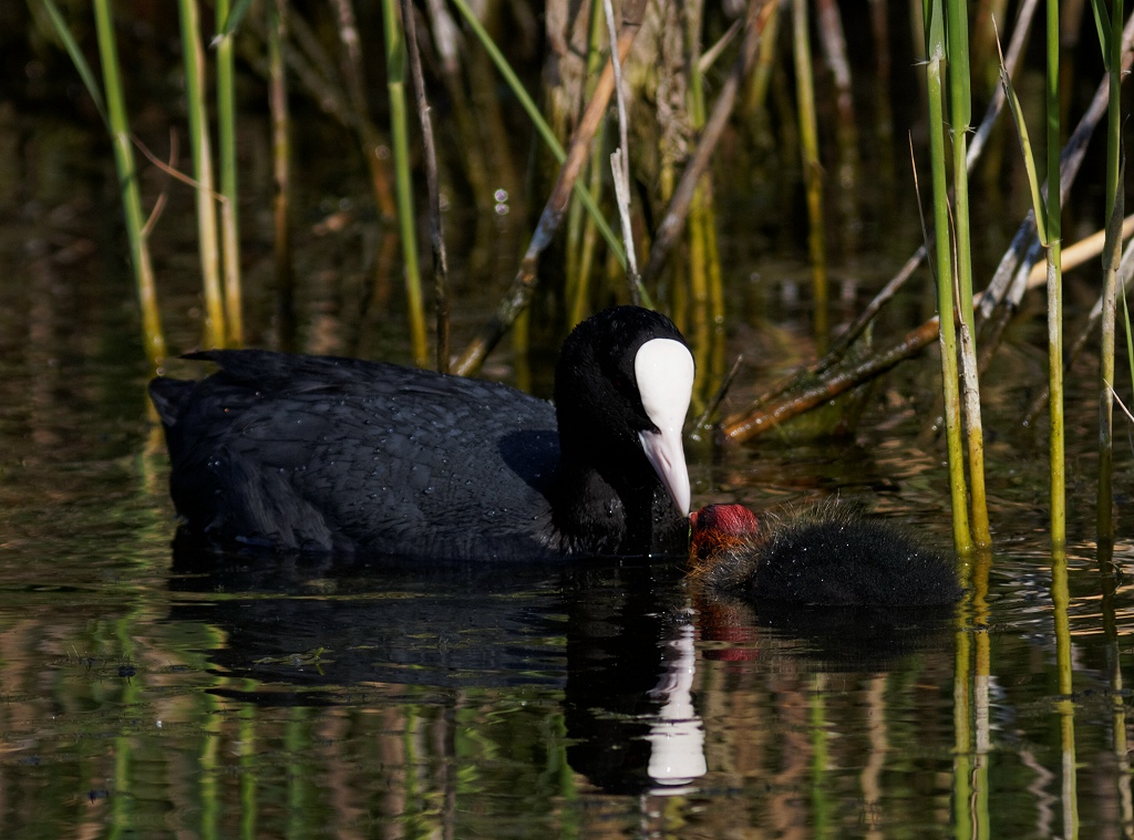 Coot mum ( or dad?) and chick