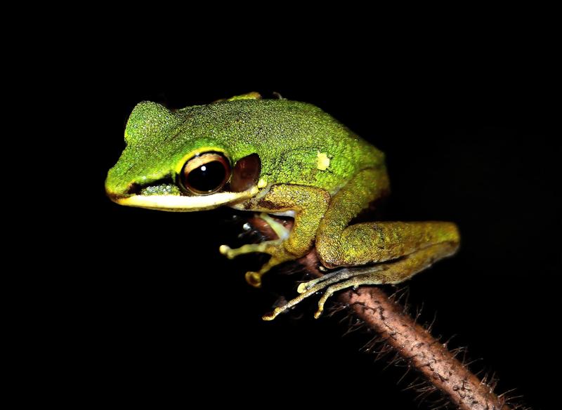 Copper-cheeked Frog