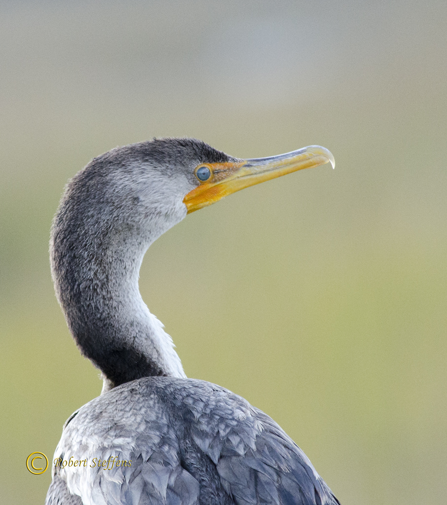 Cormorant