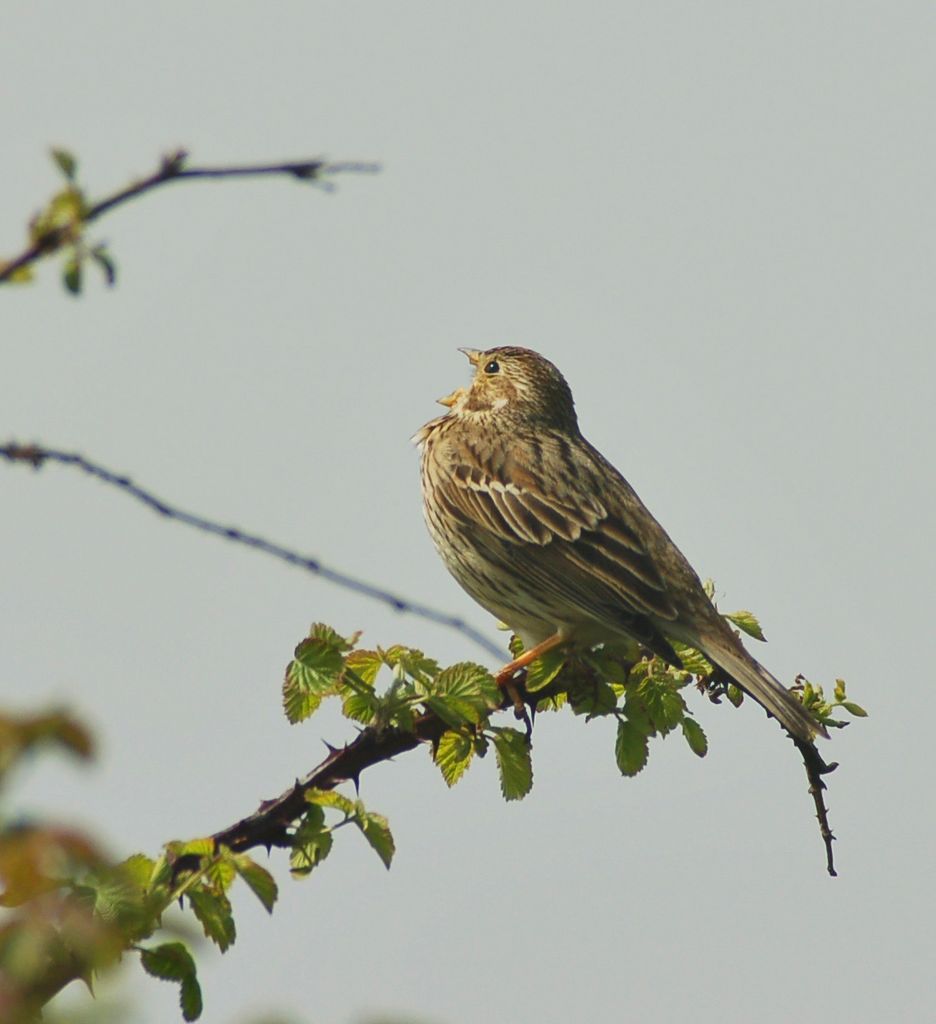 Corn Bunting