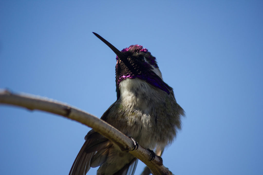 Costa's Hummingbird (adult male preening)