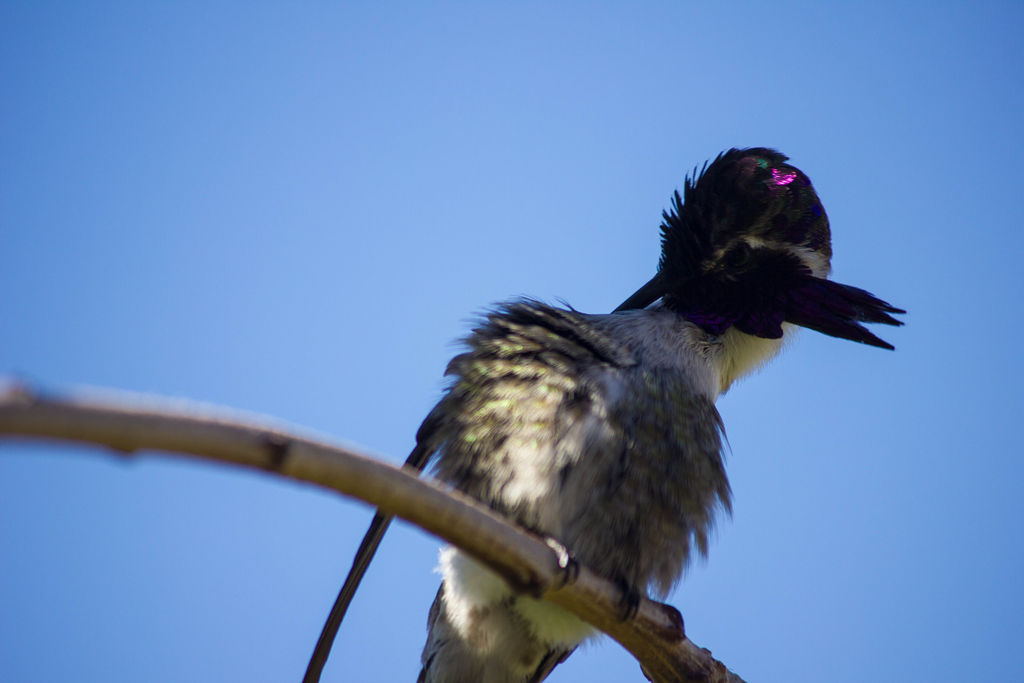 Costa's Hummingbird (adult male preening)