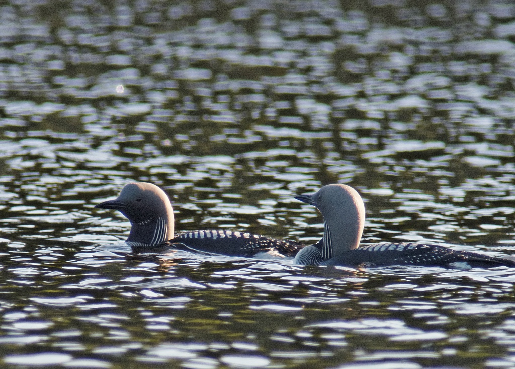 Couple of Black-throated Divers