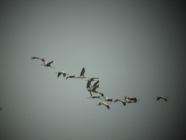 Cranes in spring