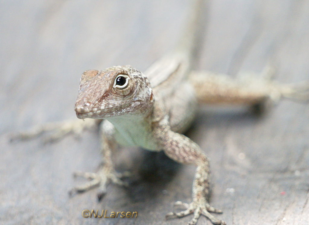 Crested Anole