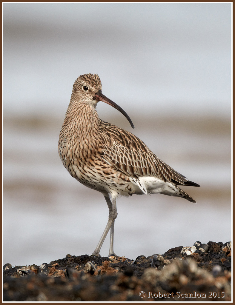 Crested Curlew