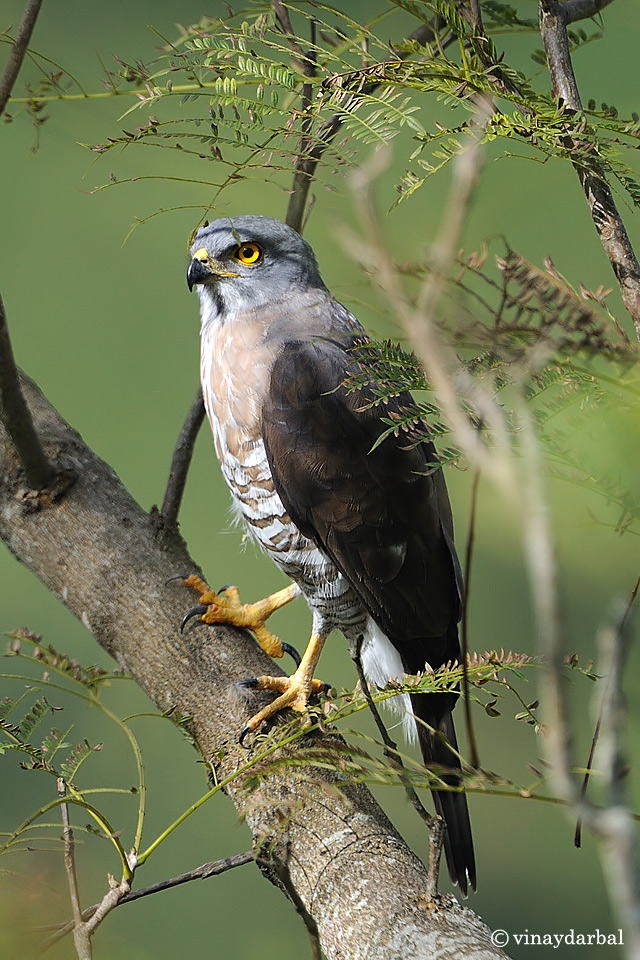 crested goshawk