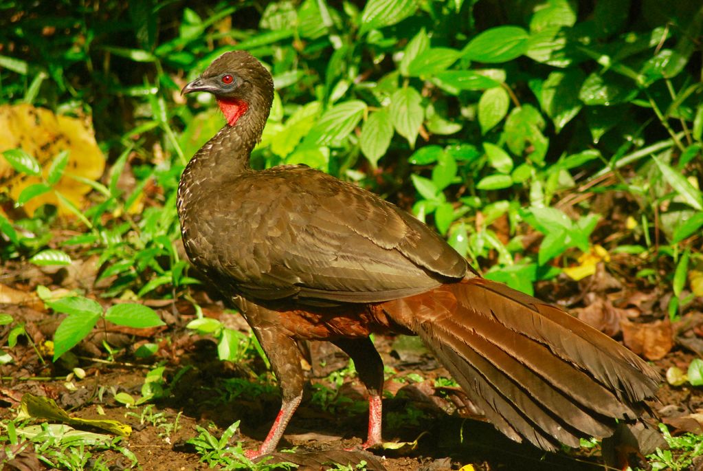 Crested Guan