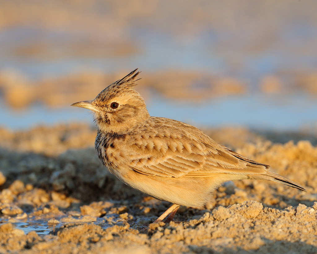 Crested lark