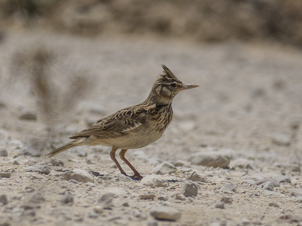 Crested Lark