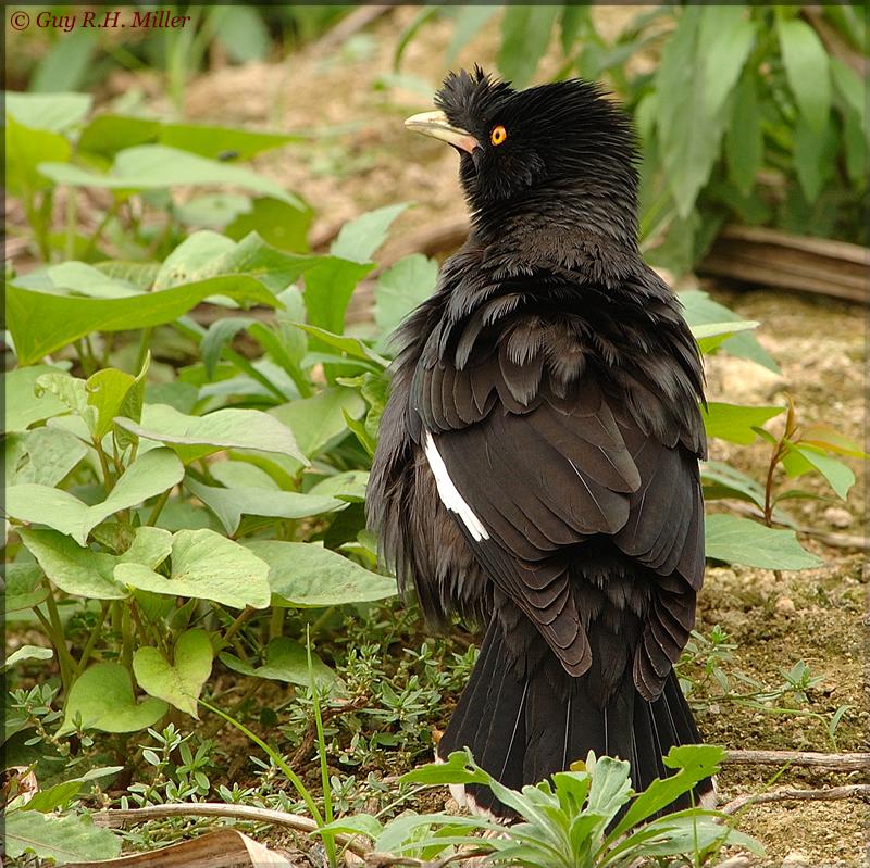 Crested Myna