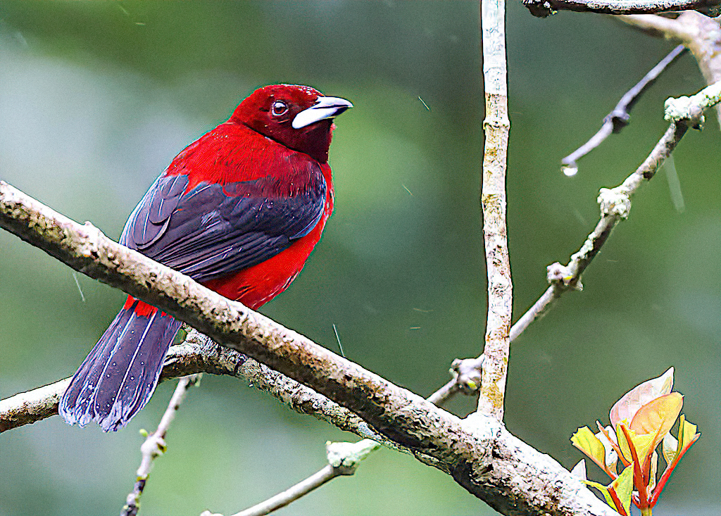 Crimson-backed Tanager, Male