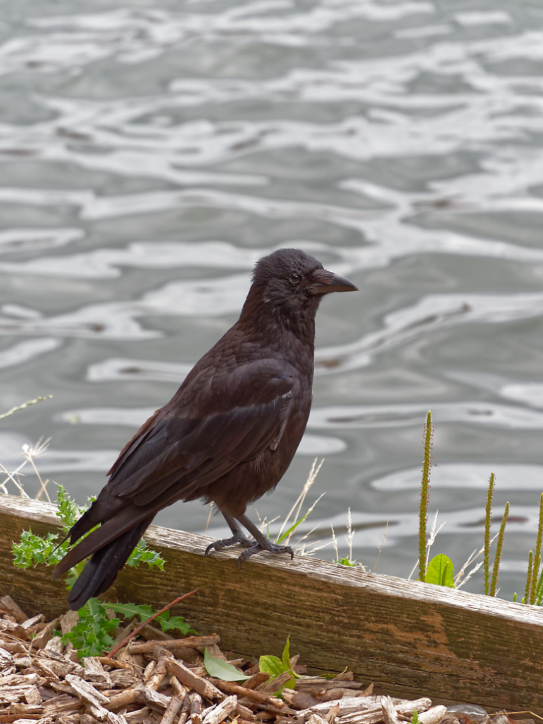 Crow portrait