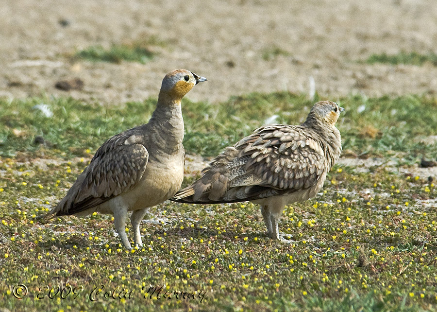 Crowned Sandgrouse