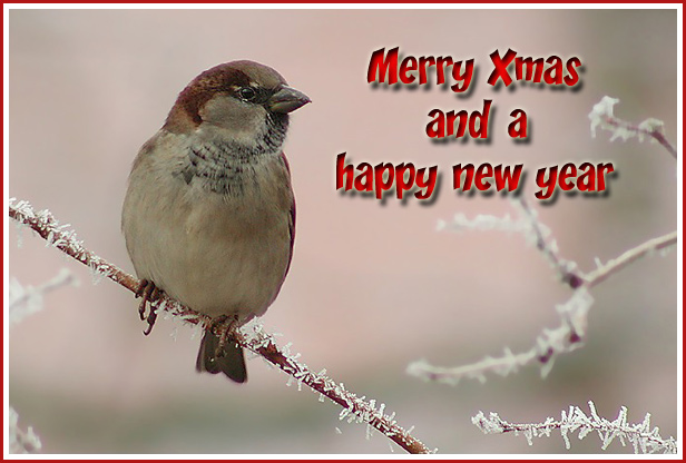 Crystal Christmas - House Sparrow (Passer domesticus)