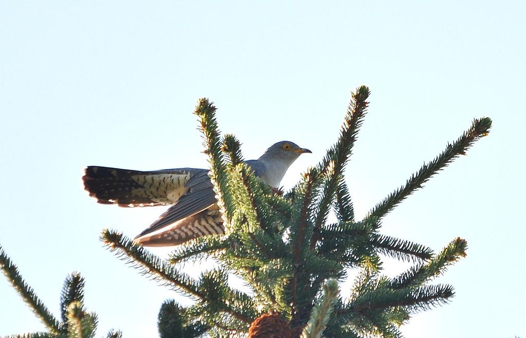 cuckoo lands in pine tree