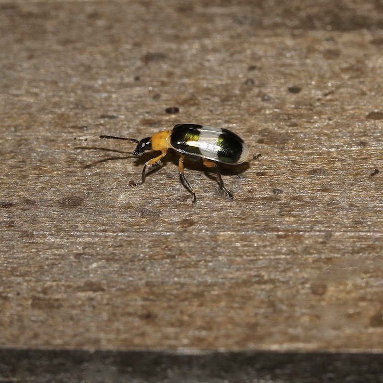 Cucumber Beetle