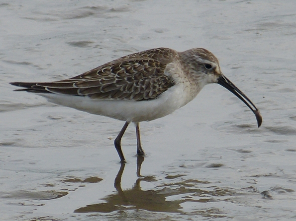 curlew sand having a feed